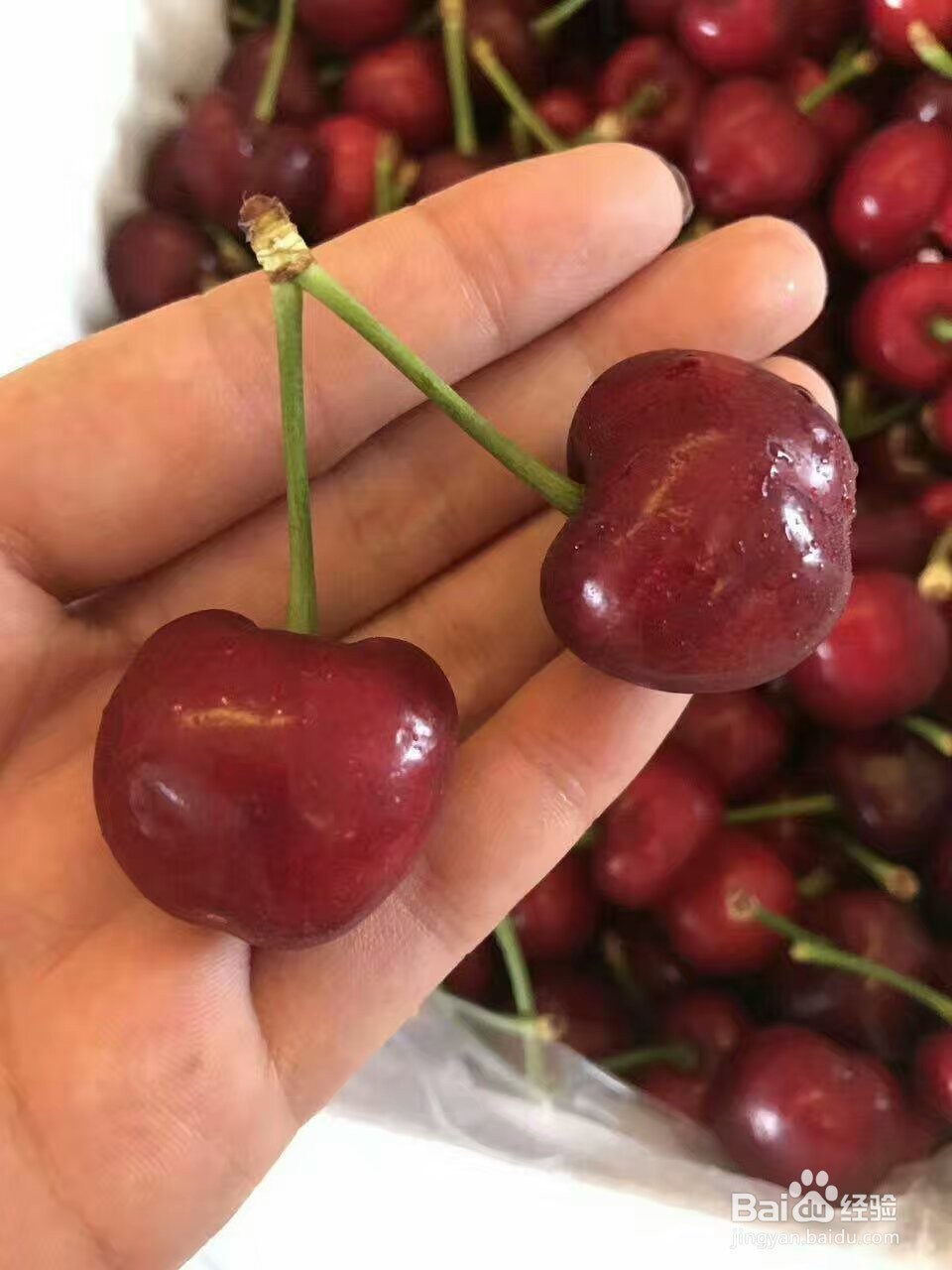 樱桃烘干机大樱桃热泵烘干机真的好用哦!