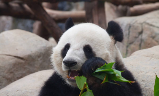 熊猫属于猫科动物吗