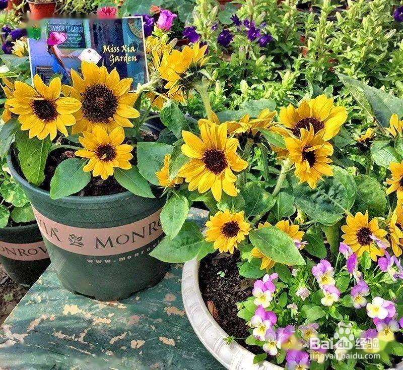 向日葵怎么种植小盆栽