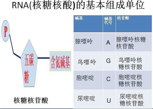 核糖核苷酸会不会出现在内环境中