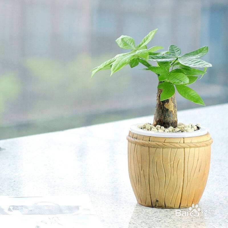 发财树的养护和注意事项