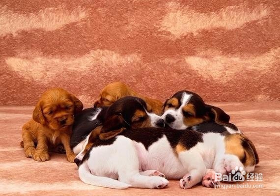 小狗来月经了怎么办?需要注意什么？