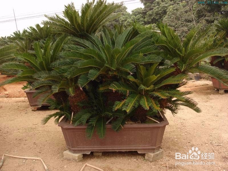 如何使得铁树生长快