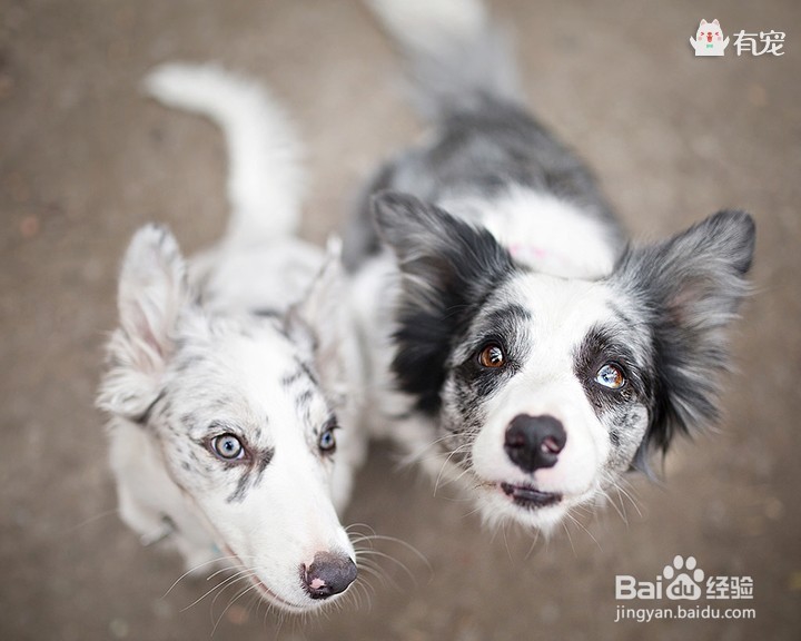 狗界高材生——边牧