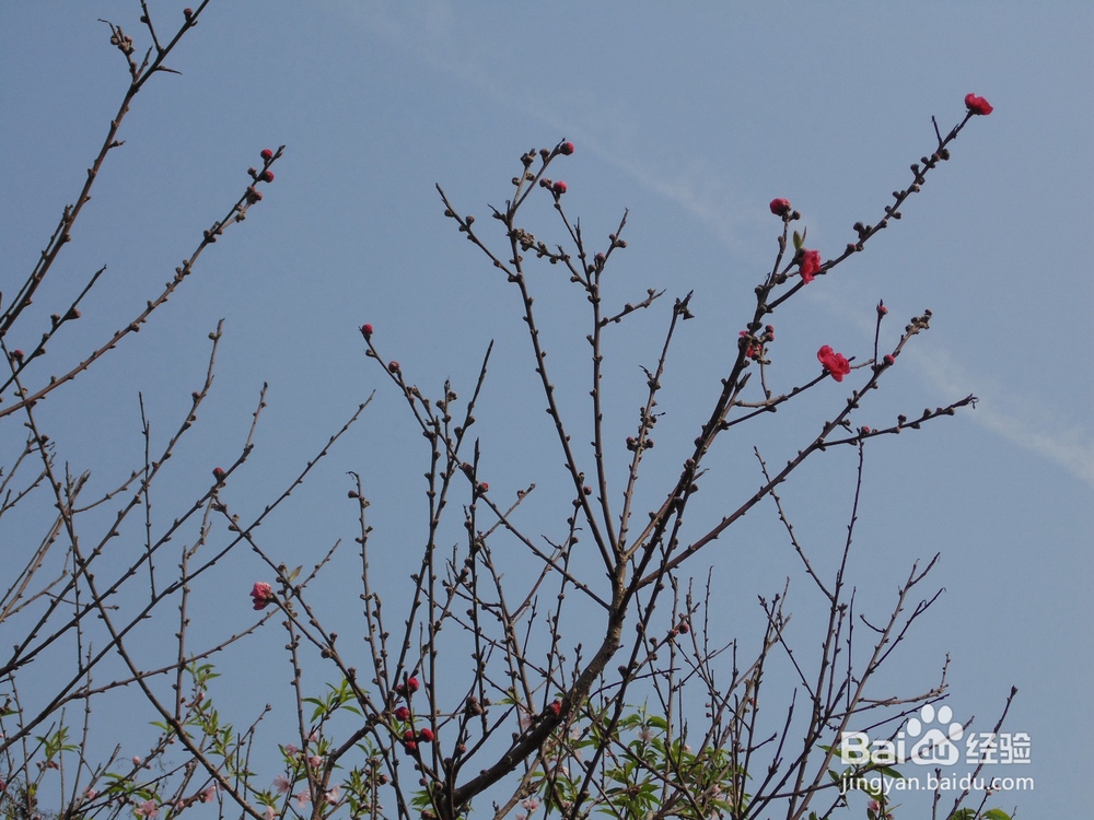 如何到公园免费玩呢