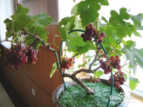 这些都是好养易活的水果盆栽