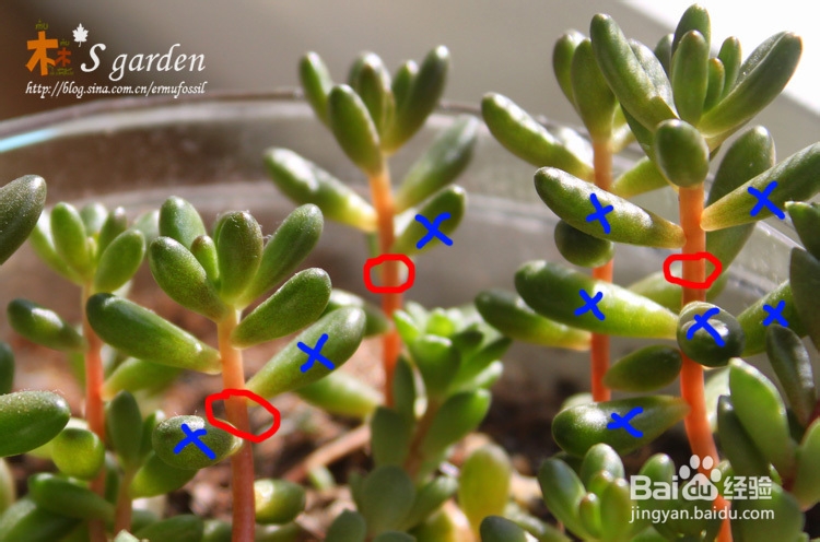 多肉植物日常养护窍门及疑难解答