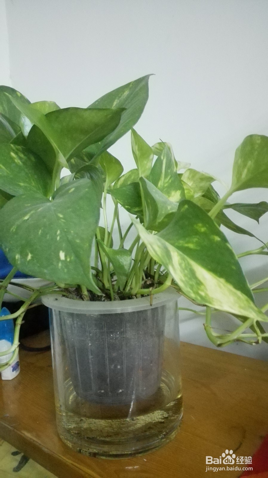 怎样做一个长期不用浇水的花盆