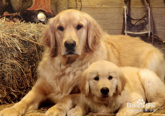 金毛寻回犬饲养知多少?几个小妙全解决!