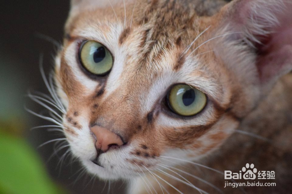 应对猫的泌尿问题