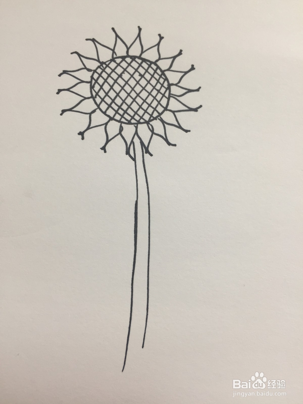 向日葵的简笔画画法