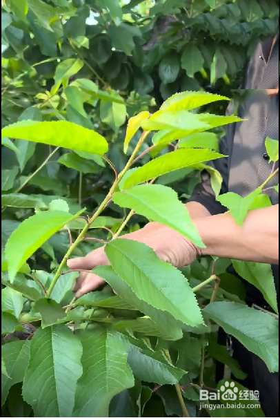 甜樱桃树只开花不结果的原因