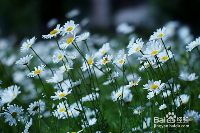 4种容易种容易开花的植物