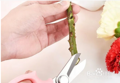 醒玫瑰花的正确方法和技巧