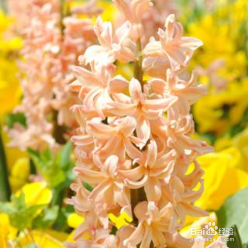 风信子谢了还会再开吗？