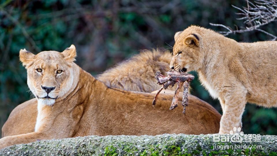 10只准备离开巢的动物