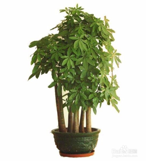 发财树怎么才能种植好