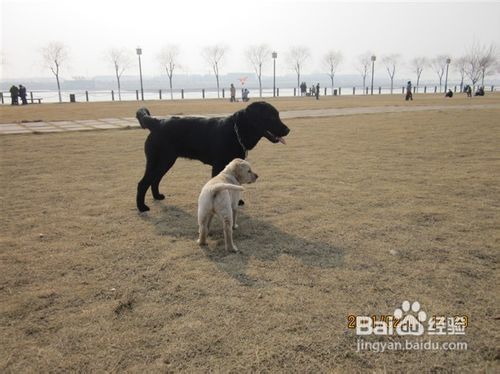 训练拉布拉多狗狗中主人要把握七个原则