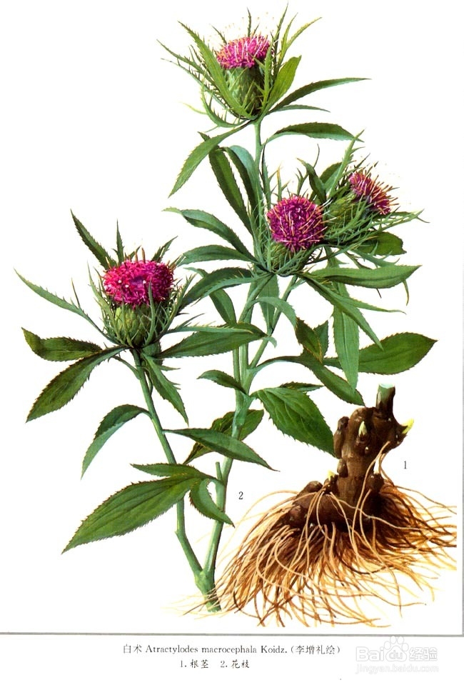 中医国粹精华美白