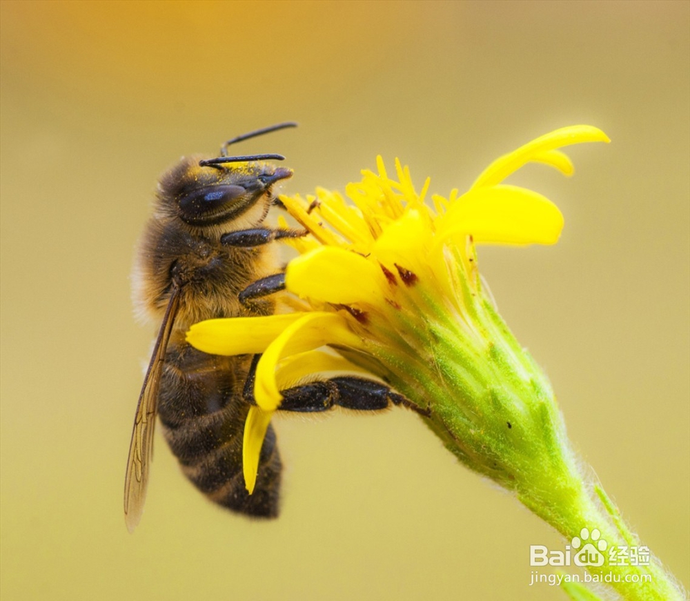 蜜蜂血液的组成