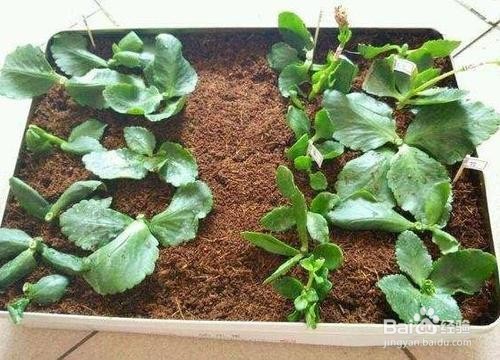 长寿花怎么样扦插呢?