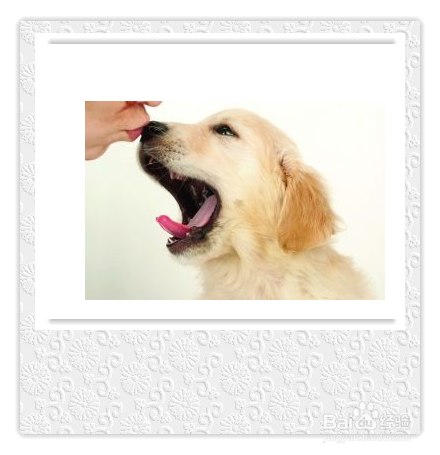 宠物狗打疫苗期间要注意哪些问题