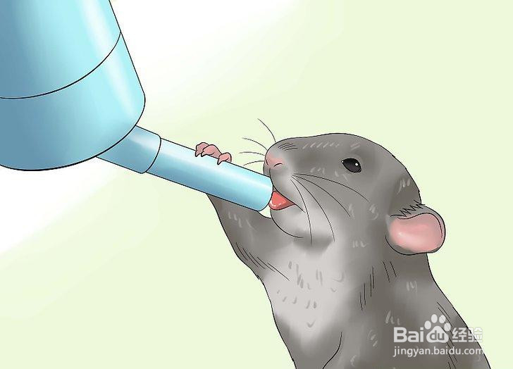 如何喂养宠物鼠