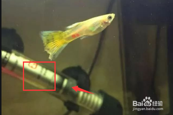 孔雀鱼难产怎么办