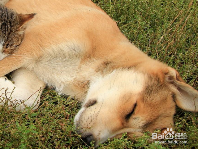 带狗狗去驱虫时要注意些什么？