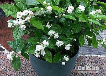 磷酸二氢钾的作用