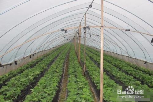 大棚草莓种植方法？