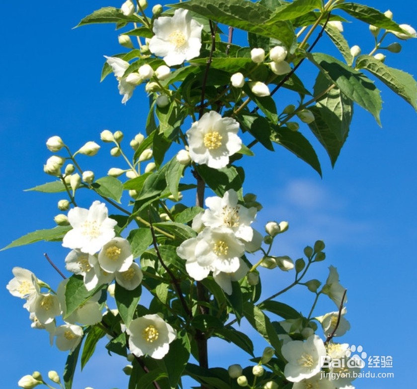 茉莉花怎么养殖