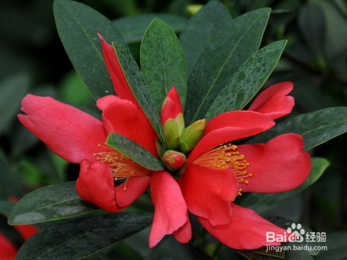 杜鹃红山茶花注意事项