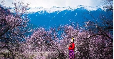 如何正确邂逅林芝桃花节？