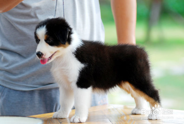 澳大利亚牧羊犬不能吃的东西有哪些？