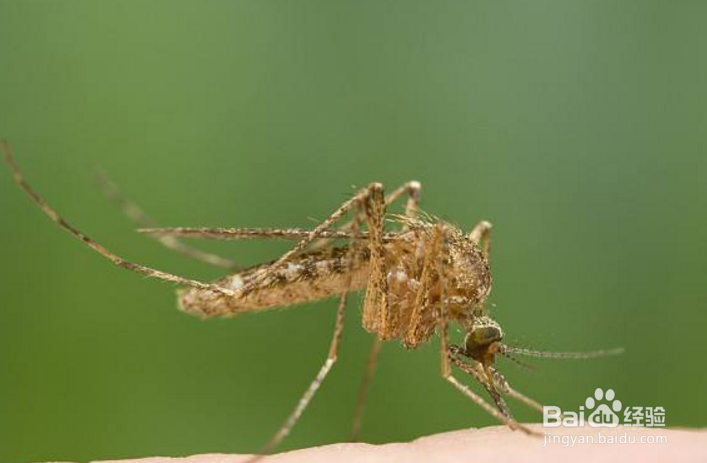 如何不让蚊子叮咬小宝宝