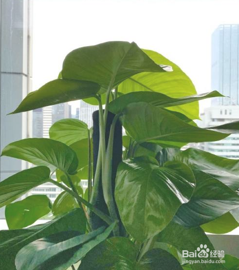 怎么养出大叶的绿萝