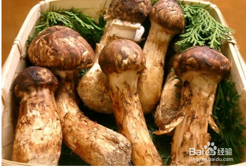 松茸这么贵，那我们应该如何挑选松茸呢？