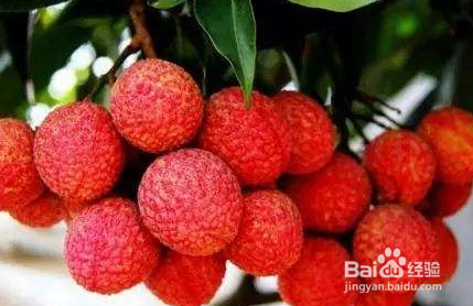 如何更好地保存荔枝