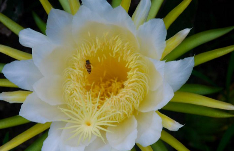霸王花是火龙果的花吗