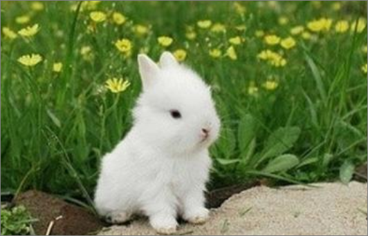 初三毕业同学寄语简短