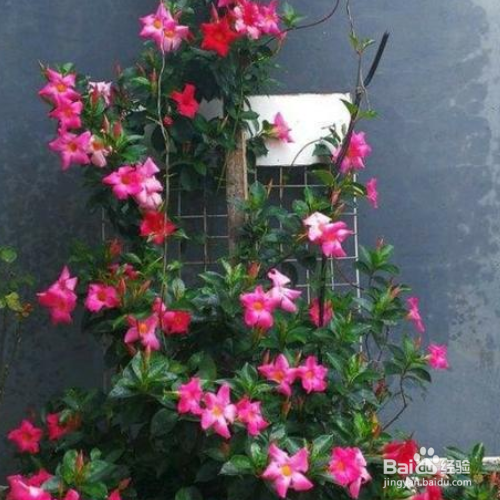 飘香藤黄叶了应该怎么办