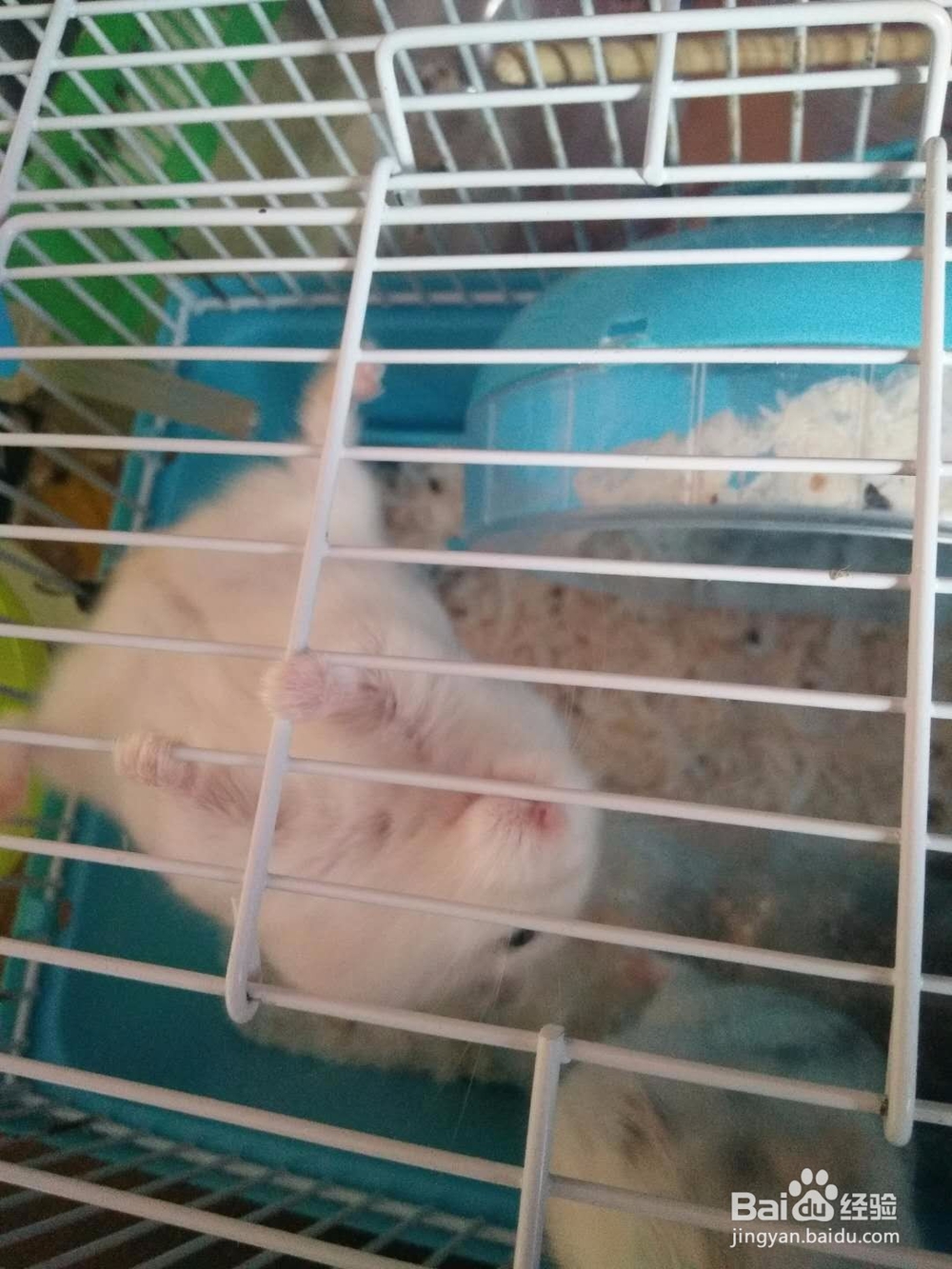 仓鼠傻呼呼的孕期日志,仓鼠怀孕怎么办