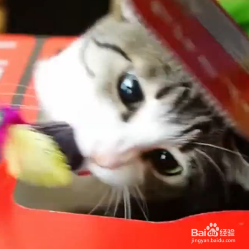 为什么猫咪喜欢钻纸箱