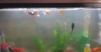 鱼缸内山湖礁变脏变黑怎么办