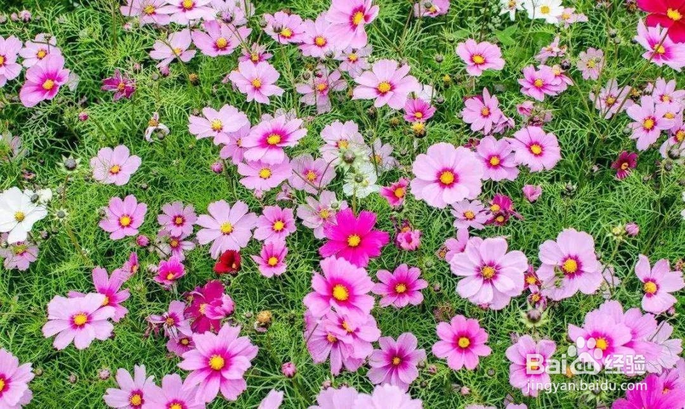 格桑花拍摄技巧