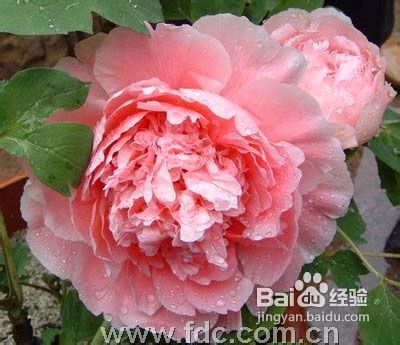 家居必备六大经久不衰的软装饰品