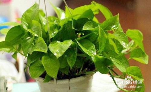 绿萝叶子发黄怎么补救