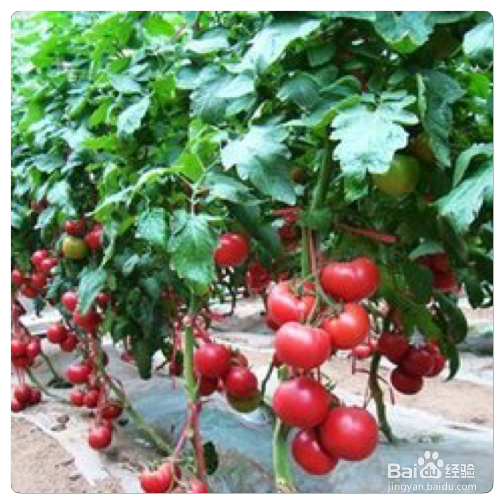 西红柿一些不为人知的养生功效