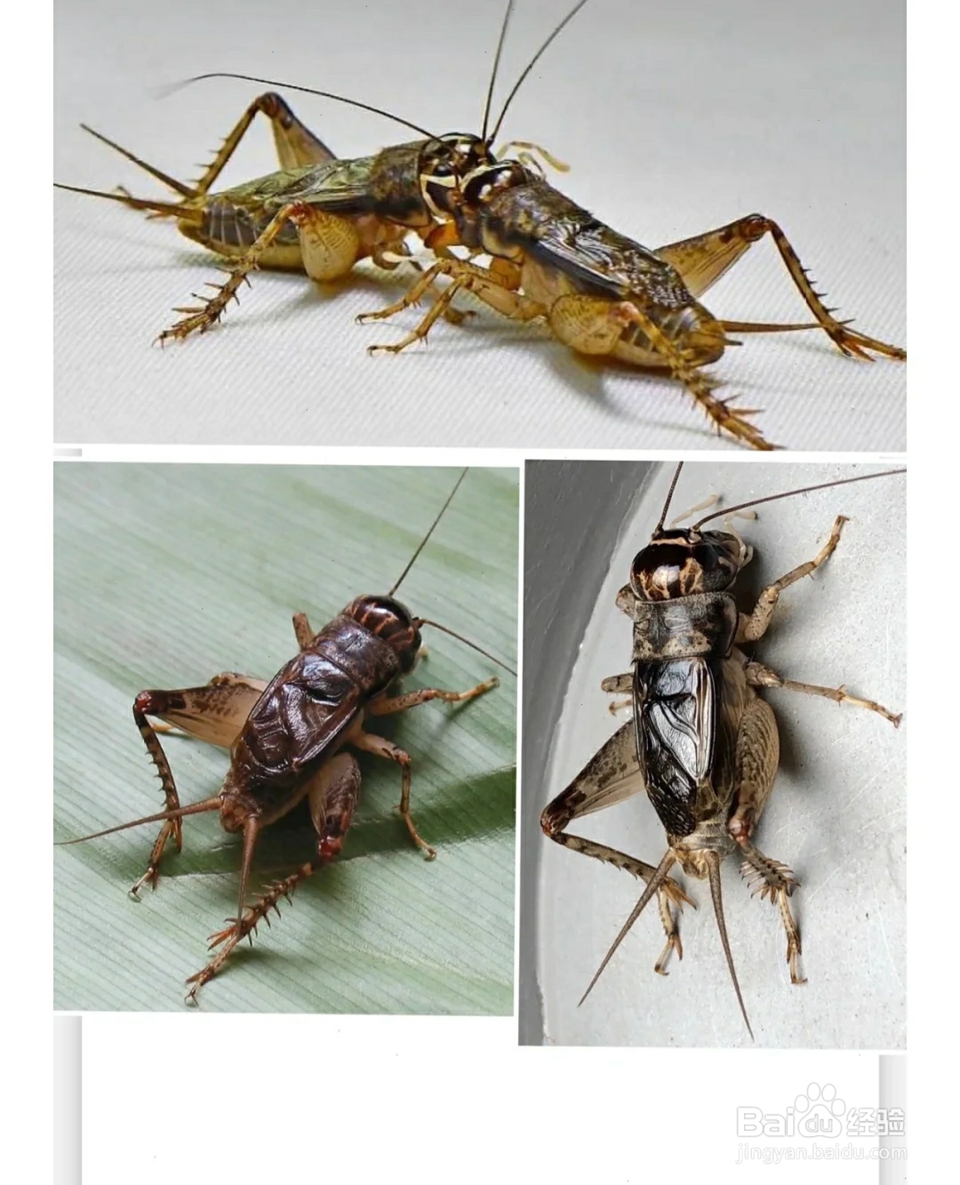 养蝈蝈的七大禁忌